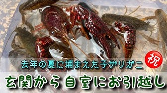 ザリガニ飼育 Youtube