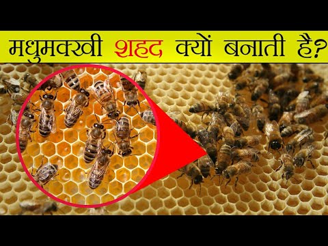वीडियो: मधुमक्खियों को शहद की आवश्यकता क्यों होती है?