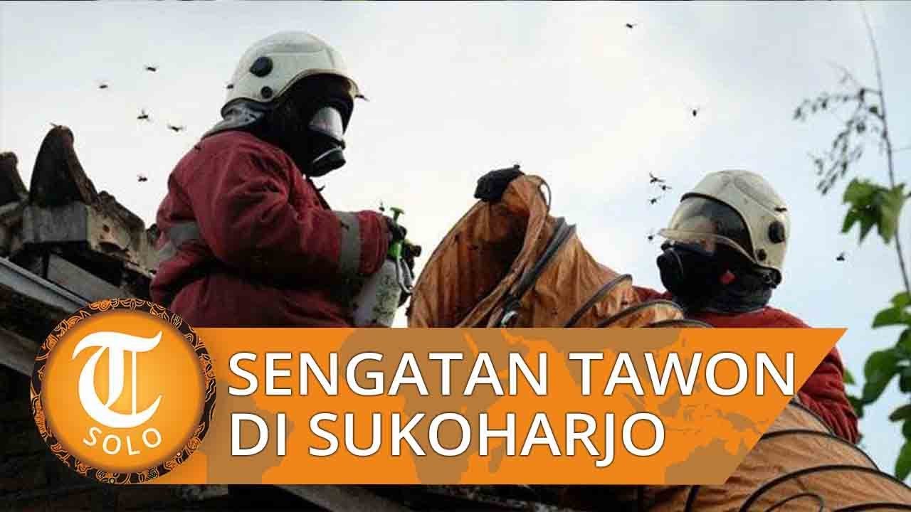 4 Bocah di Sukoharjo Tersengat Tawon, Orangtua Sebut Ada Anak yang