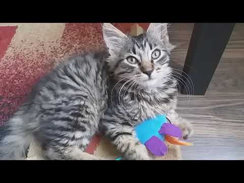Video: Kaip Tinkamai Prižiūrėti Kačiuką Per Pirmuosius 3 Gyvenimo Mėnesius?