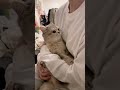 Kitty is a cute brat. #cat #kitty #catlover #cutecat #meow #catvideos #pets #shorts #catlady #mycat