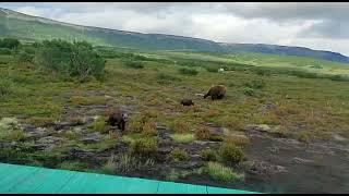 Камчатские мишки / Kamchatka bears