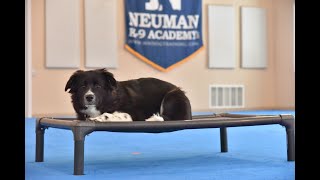 Maya (Border Collie/Great Pyrenees Mix) Puppy Camp Dog Training Video Demonstration