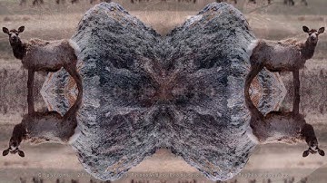 ProShow Producer Transitions: Accordion from FPVP