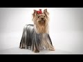 ABC Canino - Yorkshire Terrier - legendado portugues.