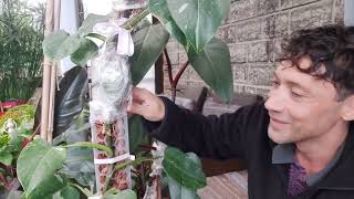 видео: Что же делать с таким количеством  ФИЛОДЕНДРОНОВ  картинка: Что же делать с таким количеством  ФИЛОДЕНДРОНОВ