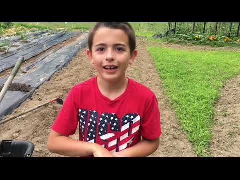 فيديو: العناية بنباتات Broomcorn: تعرف على المزيد حول Broomcorn Growing In Gardens