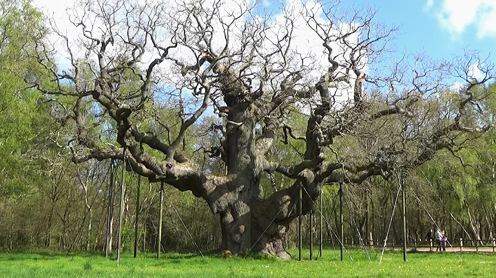 172: Edwinstowe, Birklands and the Major Oak (Sher...