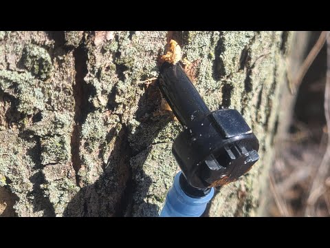 فيديو: شجرة القيقب تقطر النسغ - لماذا تتسرب شجرة القيقب الخاصة بي وكيفية علاجها