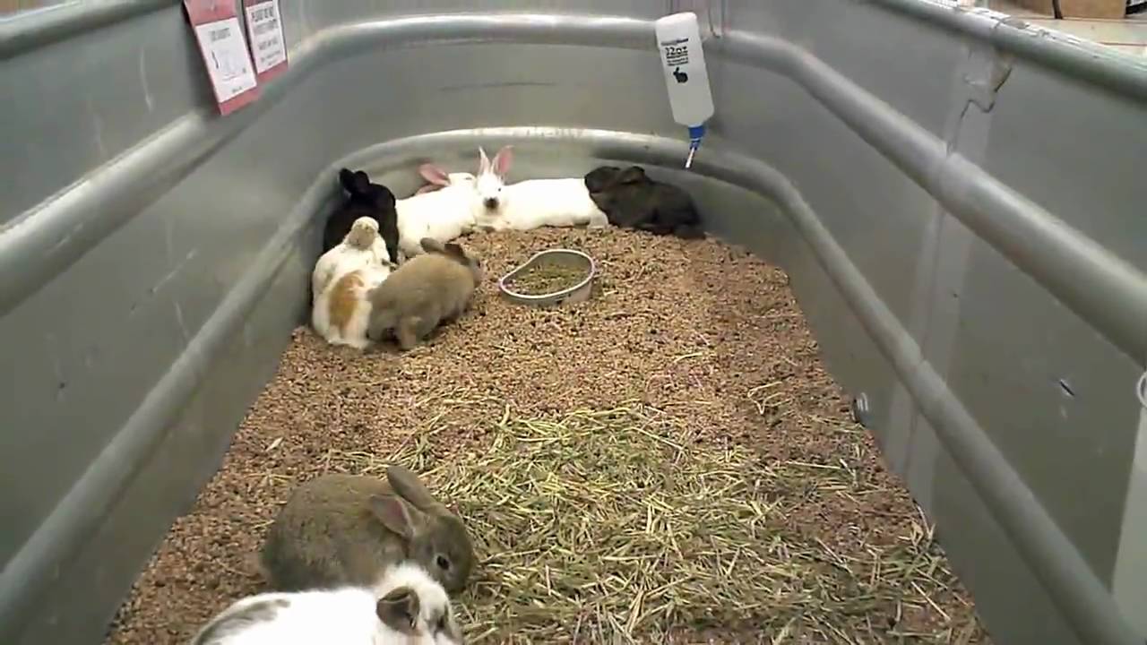 bunnies at tractor supply