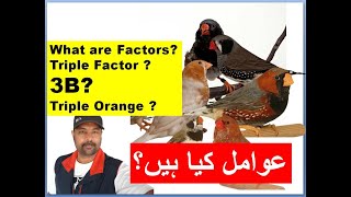 Zebra Mutation Finches What is Factors and Triple Factor birds | How to earn money with Finches screenshot 5