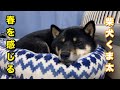 柴犬くま太　生まれて２回目の春を感じる