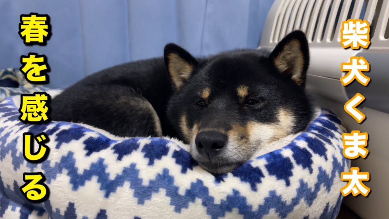 柴犬くま太 生まれて2回目の春を感じる - YouTube