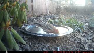 Bird Bath, February 7, 2024 (1/2) by Alex P 166 views 2 months ago 2 minutes, 43 seconds