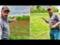 Growing clover! Fall vs. spring planting? Side by side comparison!