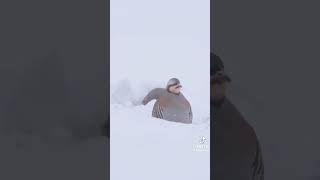 Mehmet Çapar Deli Gönlüm Abdal Gönlüm