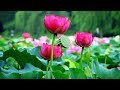 ?????? How Can I Leave You? ~ Beautiful Chinese Romantic Music