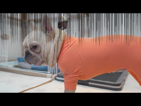 病院と聞いてあからさまに不機嫌になるフレンチブルドッグ