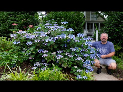 Vídeo: Hydrangea serrata Bluebird: descripció amb fotografies, característiques de cria, cultiu i cura