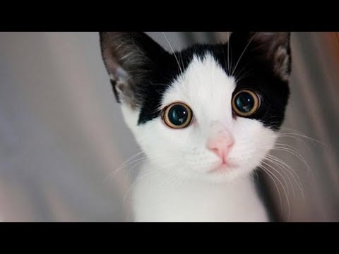 Video: Kas Yra Kačių Kraikas Ir Kaip Išsirinkti Geriausią + Atsiliepimai Ir Vaizdo įrašai