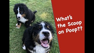 The Scoop on Dog Poop! What every Bernese Mountain Dog owner needs to know when dogs get diarrhea!