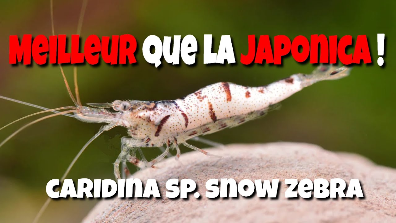 La MEILLEUR CREVETTE en AQUARIUM !