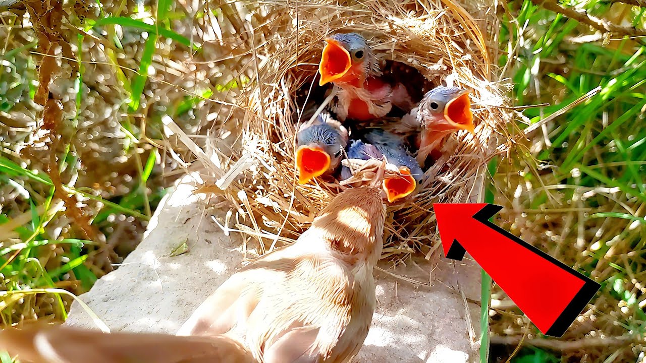 Birds babies is very hungry mom came and babies come out of the nest 