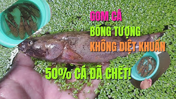 Gom Cá Không Diệt Khuẩn - 50% Cá Đã Chết! | BỐNG TƯỚNG MIỀN TÂY