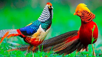 Las 20 Aves Más Bellas Del Mundo