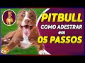 Filhote de PITBULL, Como ADESTRAR  um filhote de pitbull  em 5 passos