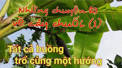 Những chuyện lạ về cây chuối không phải ai cũng biết- P1: tất cả các buồng đều trổ cùng một hướng...