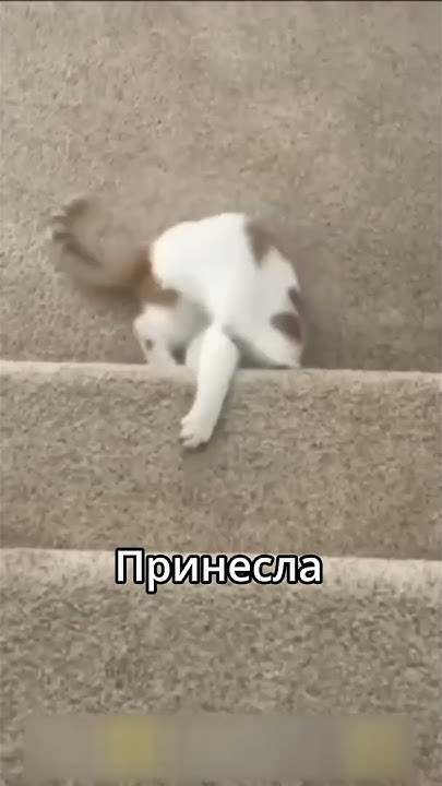 Кота ковер схватил #Смех #Котики - YouTube