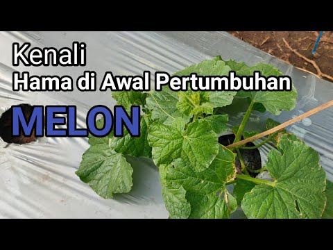 Video: Mengendalikan Hama Pepino Melon - Mengobati Serangga Pemakan Pepino Melon