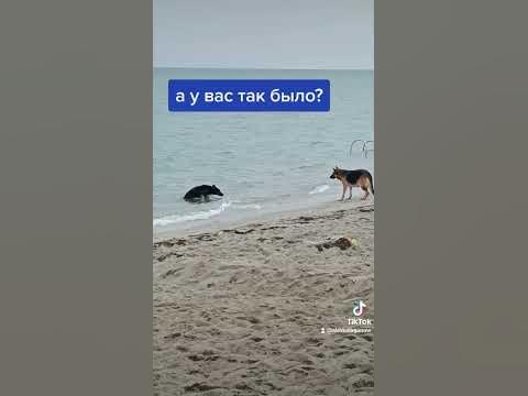 #лапик - YouTube