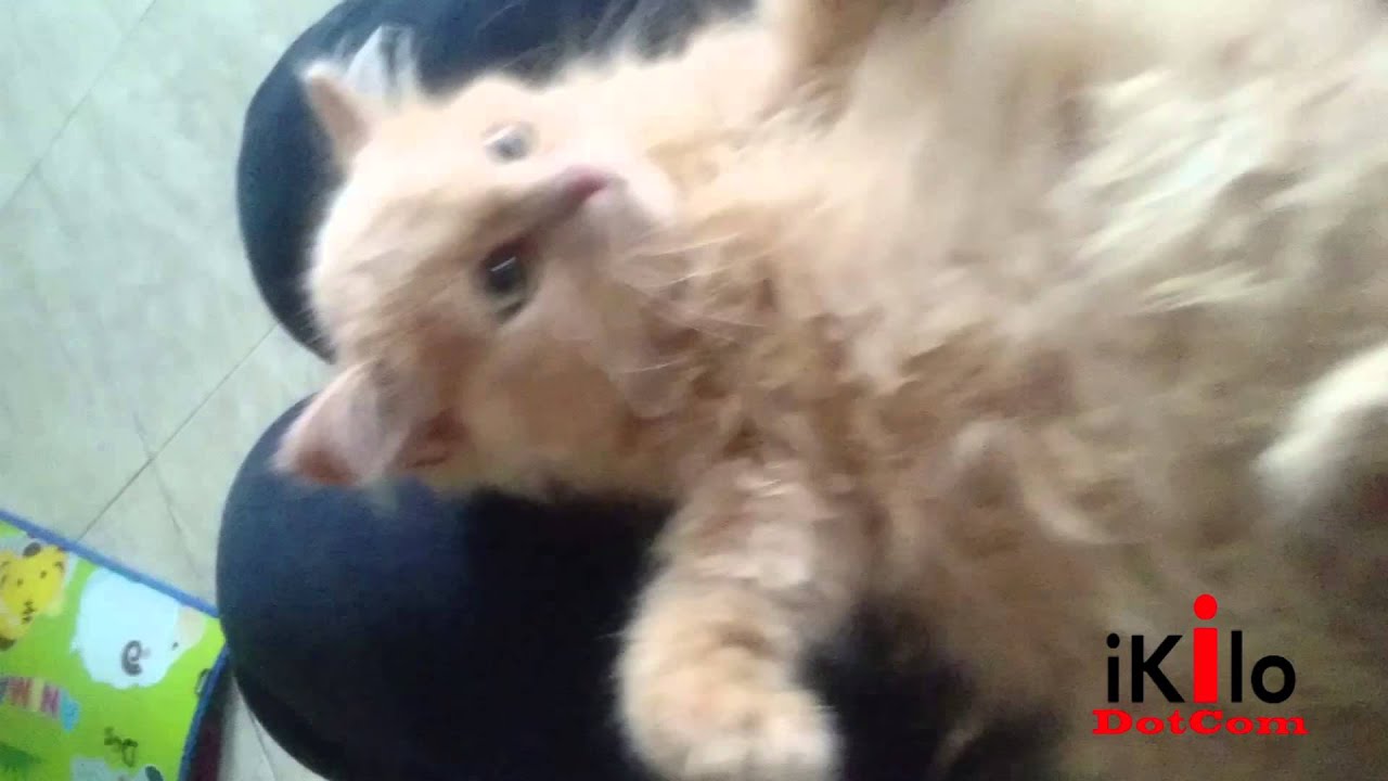 Kucing Persia Manjanya Mimi Saat Dipangku YouTube