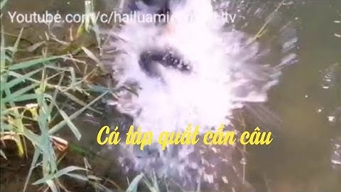 Câu cá lóc bằng vịt những pha dính cá lóc bá đạo kéo chìm cả con vịt , câu cá lóc, snakehead fishing