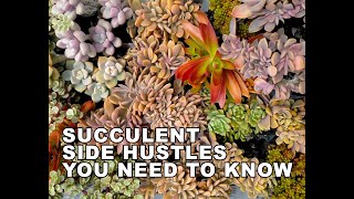 Succulent side-hustles you need to know.