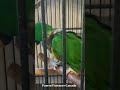 ELMO LOVES ALMONDS Eclectus Exoticbirds Eclectusparrot Birds Amazinganimals Green Shorts ELMO LOVES ALMONDS Eclectus Exoticbirds Eclectusparrot Birds Amazinganimals Green Shorts
