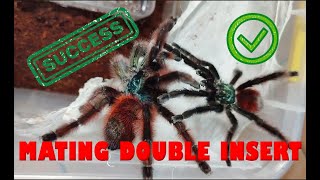 caribena versicolor mating success