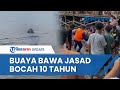 Heboh Kemunculan Buaya di Sungai Arut Kalteng, Bawa Jasad Anak 10 Tahun di Mulutnya