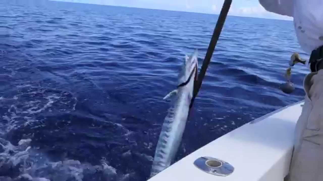 Bermuda Offshore Fishing Wahoo Catch YouTube