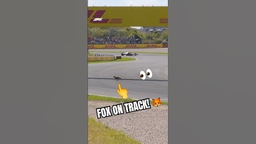 A Fox Spotted On Track! 🦊👀