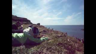 Puffin Therapy taking place on Island of Lunga Treshnish Islands Off Mull Scotland UK Birds