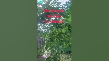 4 Tác Dụng Lá Sầu Đâu(Lá Neem)