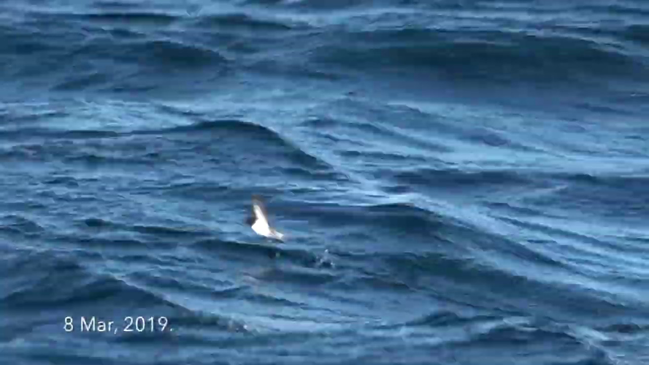Gray-backed Storm Petrel, 8 Mar 2019, off Dunedin New Zealand.