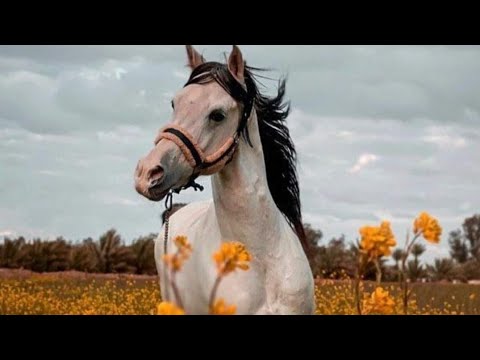 لا تعذل المشتاق في أشواقه حتى يكون حشاك في أحشائه
