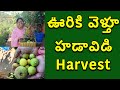 ఎండలో గజిబిజి గందరగోళం | Today's Harvest |Organic Vegetables Harvest|Grow With Me|Terrace Garden|TTH