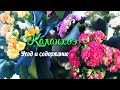 Каланхоэ.Мои комнатные цветы.Неприхотливые комнатные цветы.