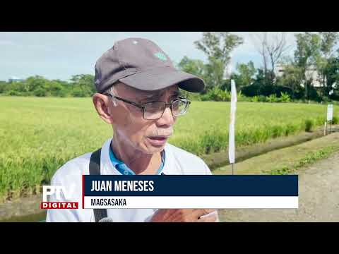 Lakbay Palay Wet Season 2026, isinagawa ng DA-PhilRice sa Batac City, Ilocos Norte; climate-smart...