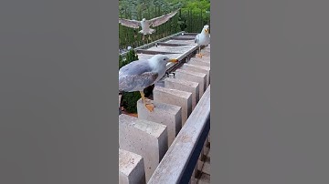 Thumbnail of Seagulls Laugh at Their Clumsy Friend || ViralHog